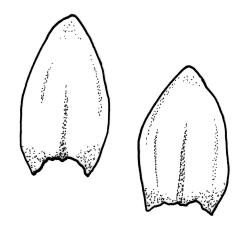 Straminergon stramineum, leaves. Drawn from J.K. Bartlett 18414b, WELT M007487, and S. Halloy B-719, CHR 438044.
 Image: R.C. Wagstaff © Landcare Research 2014 
